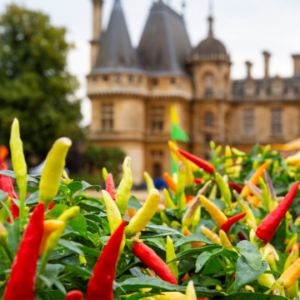 Waddedson Manor Chilli Show