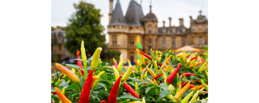 Waddedson Manor Chilli Show