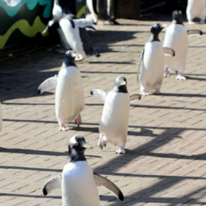 RZSS Penguins