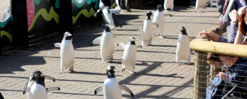 RZSS Penguins